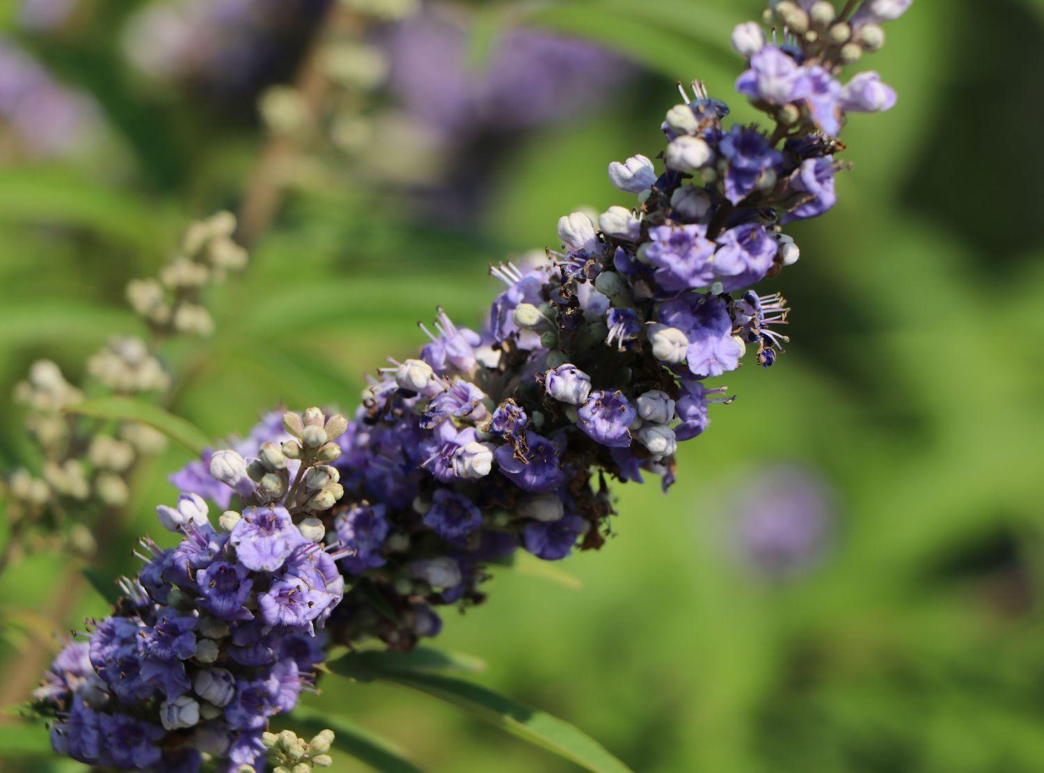 مای دارو - ویتاگنوس چیست؟ترکیبیات، عوارض و فوائد ویتاگنوس